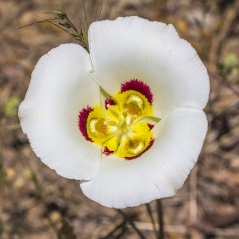 Utah State Flower – The Delicious Lily Flower
