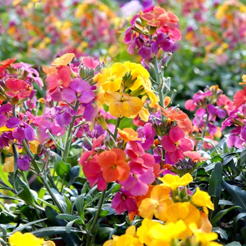 The Wallflower Should Make a Comeback in Gardens