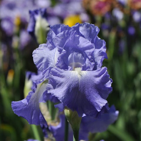 The Iris – Tennessee’s Cherished Beauty
