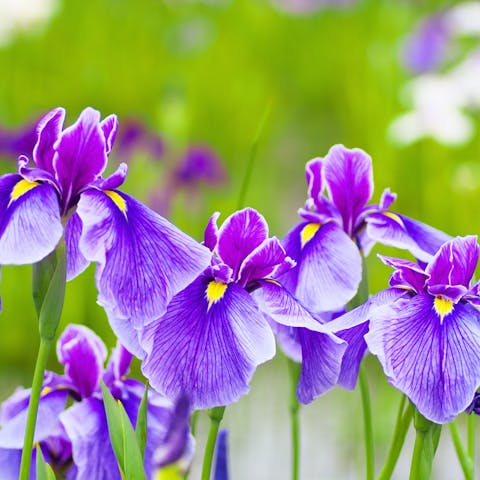 The Iris – Tennessee’s Cherished Beauty