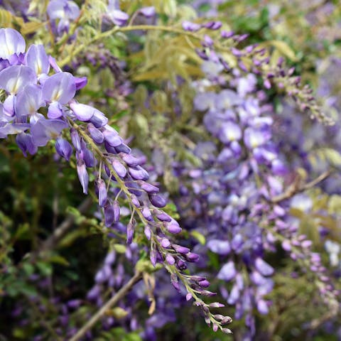 The Wisteria Flower: Nature’s Beautiful Gift