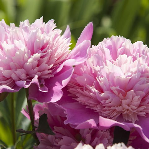 The Peony: The Current Indiana State Flower