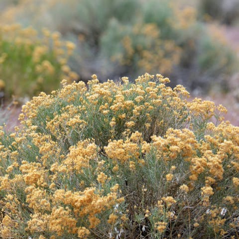 The Sagebrush: Nevada State Flower