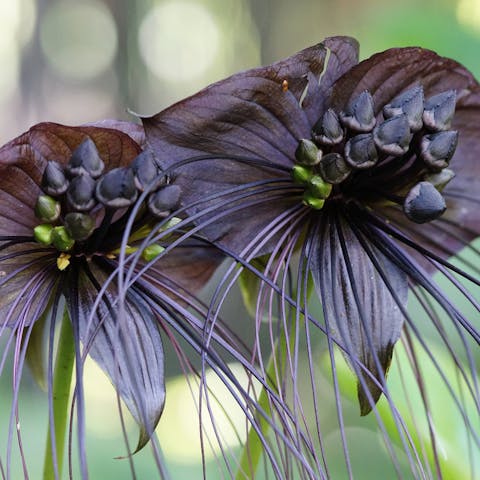 Bat Flower – Useful Tips for Planting