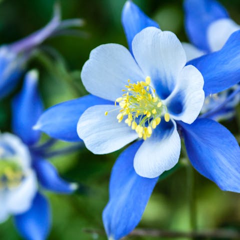 Colorado State Flower: The Majestic Columbine