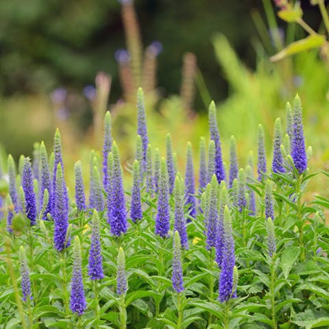 Veronica Flower – Beauty in Variations
