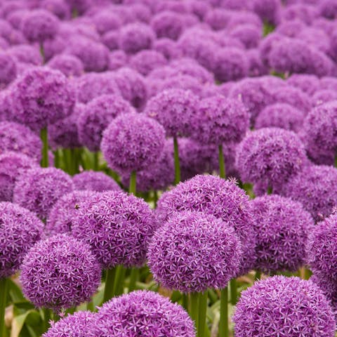 Allium Flower is a Must on Your List for Your Next Garden