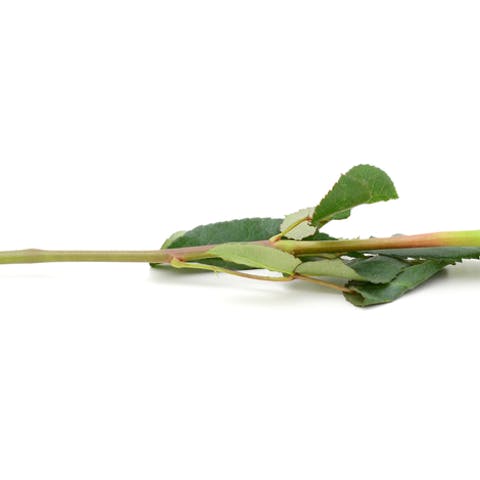 Long Stem Roses