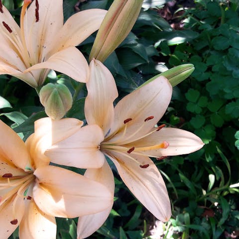 Uncovering the Many Faces of the Beautiful Lily