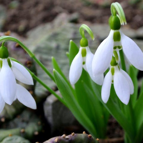 Snowdrops: Their History, Symbolism, and Care