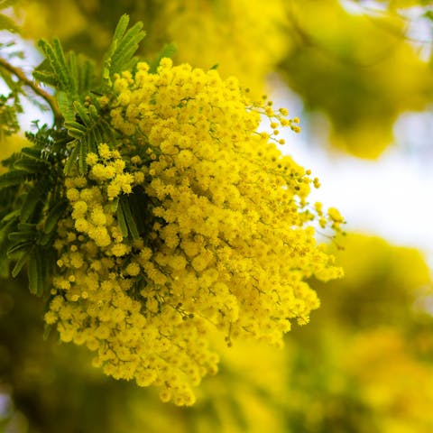 The Beautiful Mimosa Flower and Its Golden Yellow Blooms