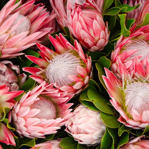 Add the Protea Flower to Your Garden for a Unique Touch