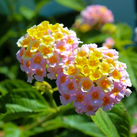 If you Want a Rainbow of Colors, Choose the Lantana Flower for Your Garden