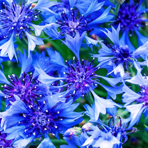 The Cornflower: Beauty, Flavor, and History All in One Flower