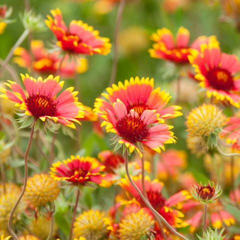 Indian Blanket Flower: Long Living Beautiful Blooms