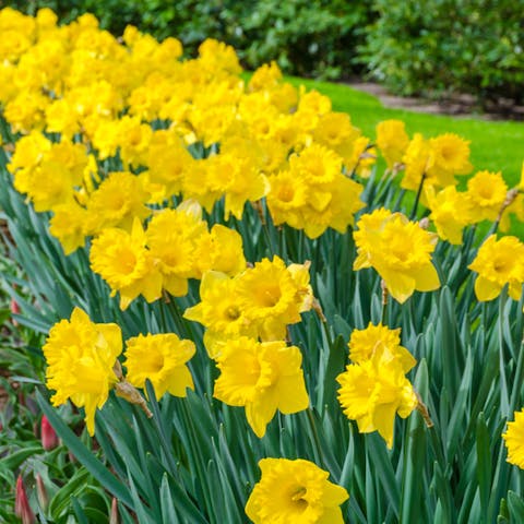 The Daffodil Flower: A Beautifully Fragrant Spring Flower for Your Garden