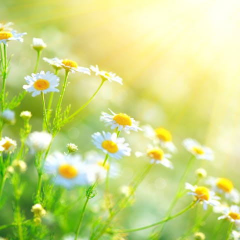 The Chamomile Flower: A Beautiful Flower to Add to Your Garden