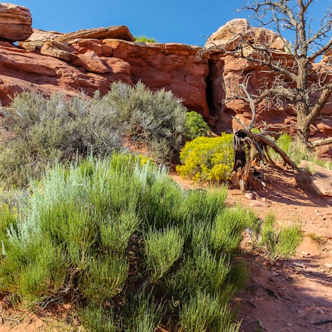 Desert Plants: Proof That Life Can Bloom in Any Condition
