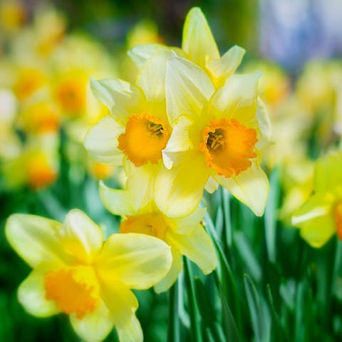 Daffodils: The March Birth Flower that Announces the Return of Beautiful Sunny Days