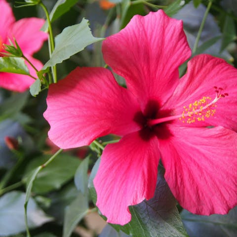 Hibiscus: The Hawaii State Flower and its Amazing Properties
