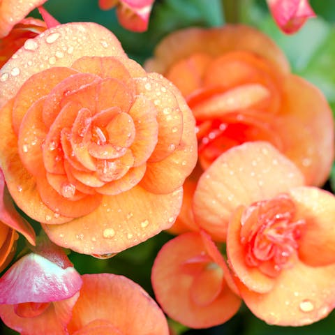 Begonia Flower: Sincere Friendship and Kindness
