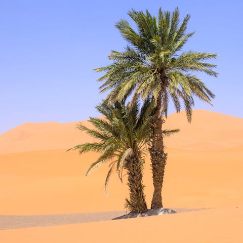 Desert Trees You Can Plant in Your Own Backyard
