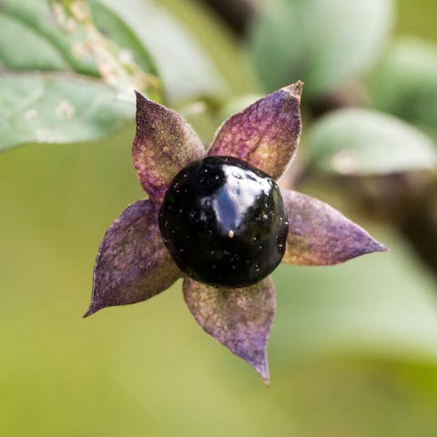 Nightshade Flower: A Deadly Plant to Add to Your Home’s Garden
