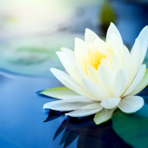 Flower Baby Names for Girls