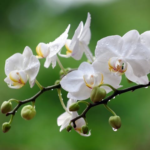 The Beauty of an Orchid and More