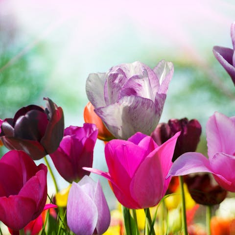 Spring Flowers