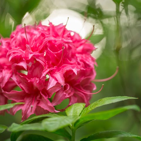 The Rhododendron: the Washington State Flower