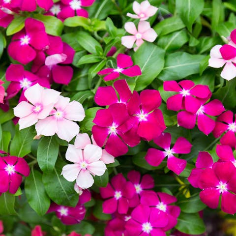 The Vinca Flower: A Beautiful, Drought Tolerant Annual