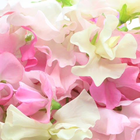 Sweet Pea Flower: An Old-Fashioned Favorite