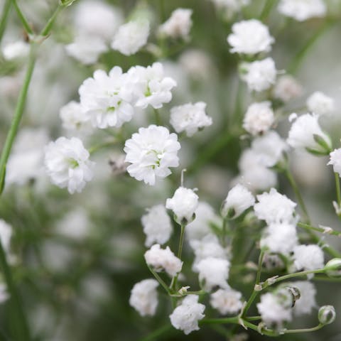 Baby’s Breath Flower