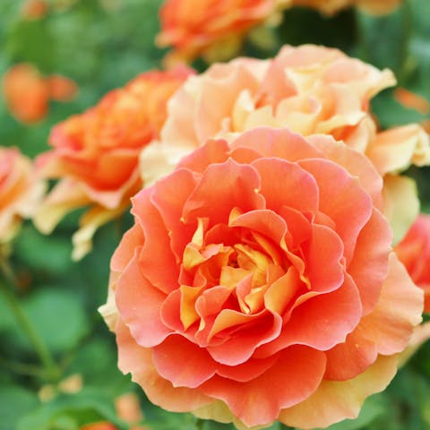 Flower Types