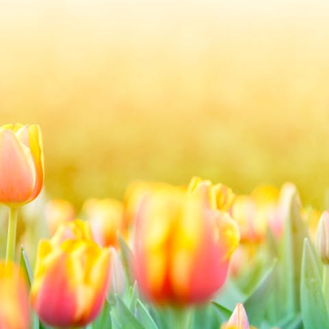 Tulip Flower