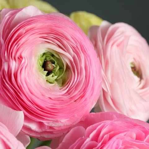 Ranunculus flower