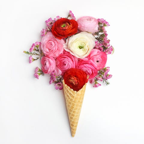The Lovely Cone Flower and Its Health Benefits