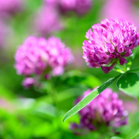 The Clover Flower: Small and Mighty