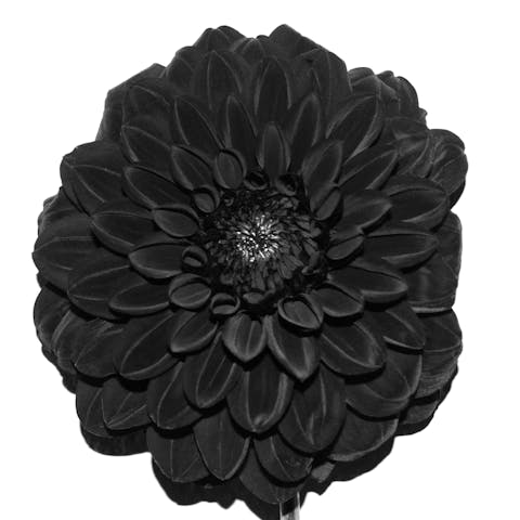 The black Dahlia flower meaning: Symbolism & Origin