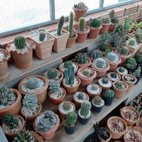 Types of Cactuses for Your Home or Garden