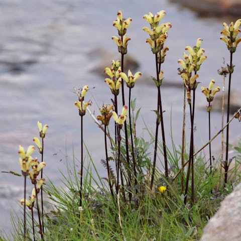 Flowers: The Poisonous, the Chokers, the Meat-eating