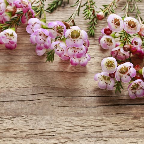 The Wax Flower