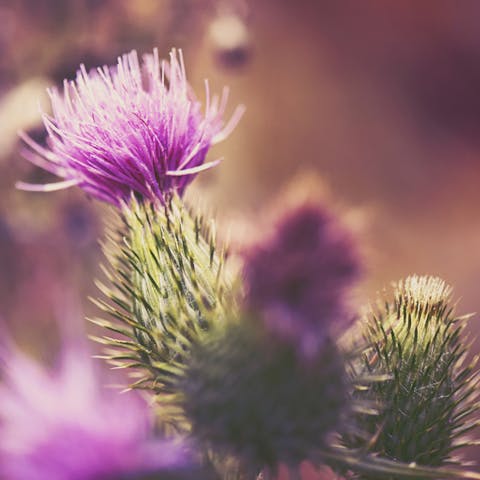 The Thistle Flower: Nature’s Prickliest Flower