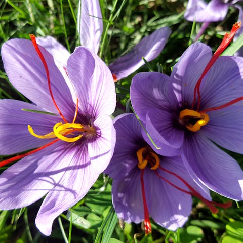 The Saffron Flower
