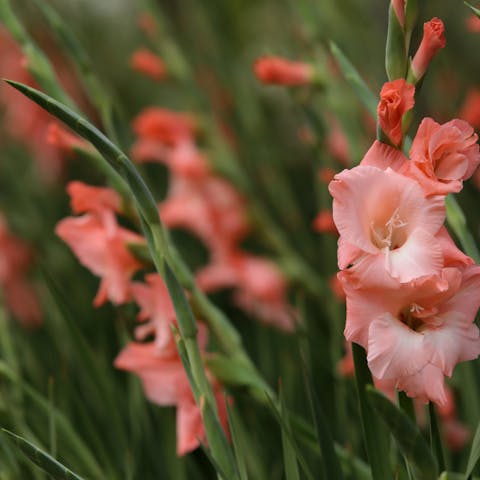 Gladiolus and Poppy: The Flowers of August