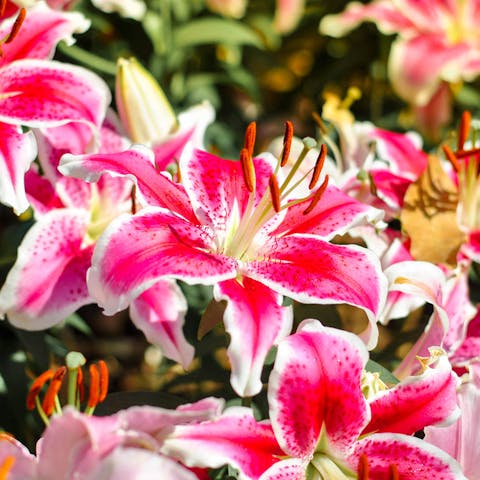 The Lilly Flower and It’s Beautiful History, Care, and Symbolism