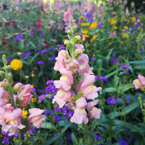 Flower Meanings
