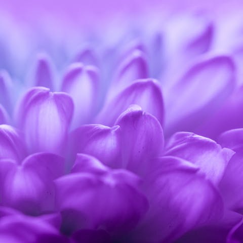 Express Your Feelings with Purple Flowers