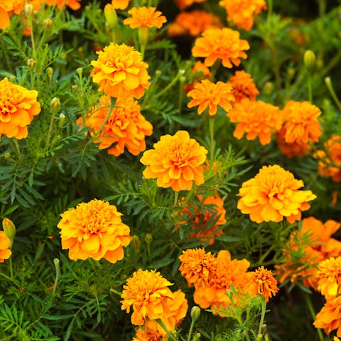 Marigold Flower – The Complete Guide